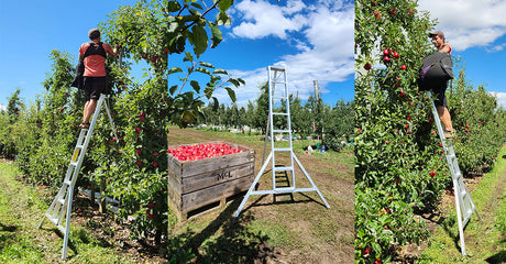 Why Tripod Ladders Are The Safe Choice For Horticulture Work