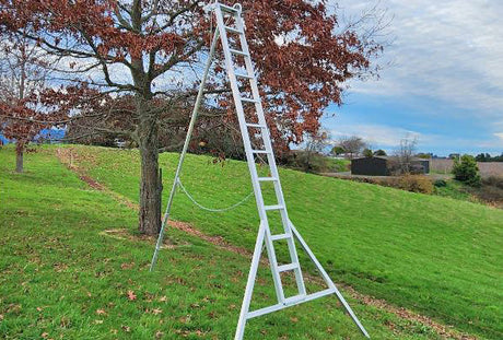 When is the Best Time to Prune Trees & Shrubs?