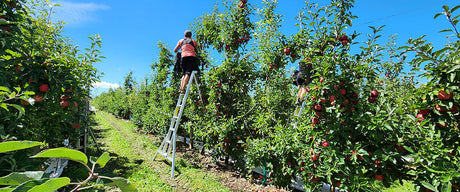 Professional Orchard Ladders