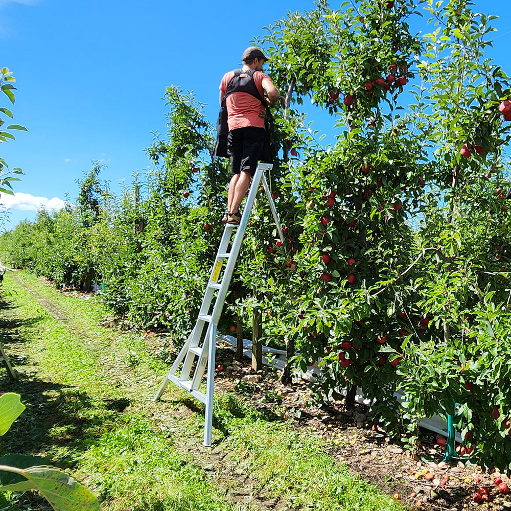 Professional Orchard Ladders