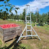 Professional Orchard Ladders